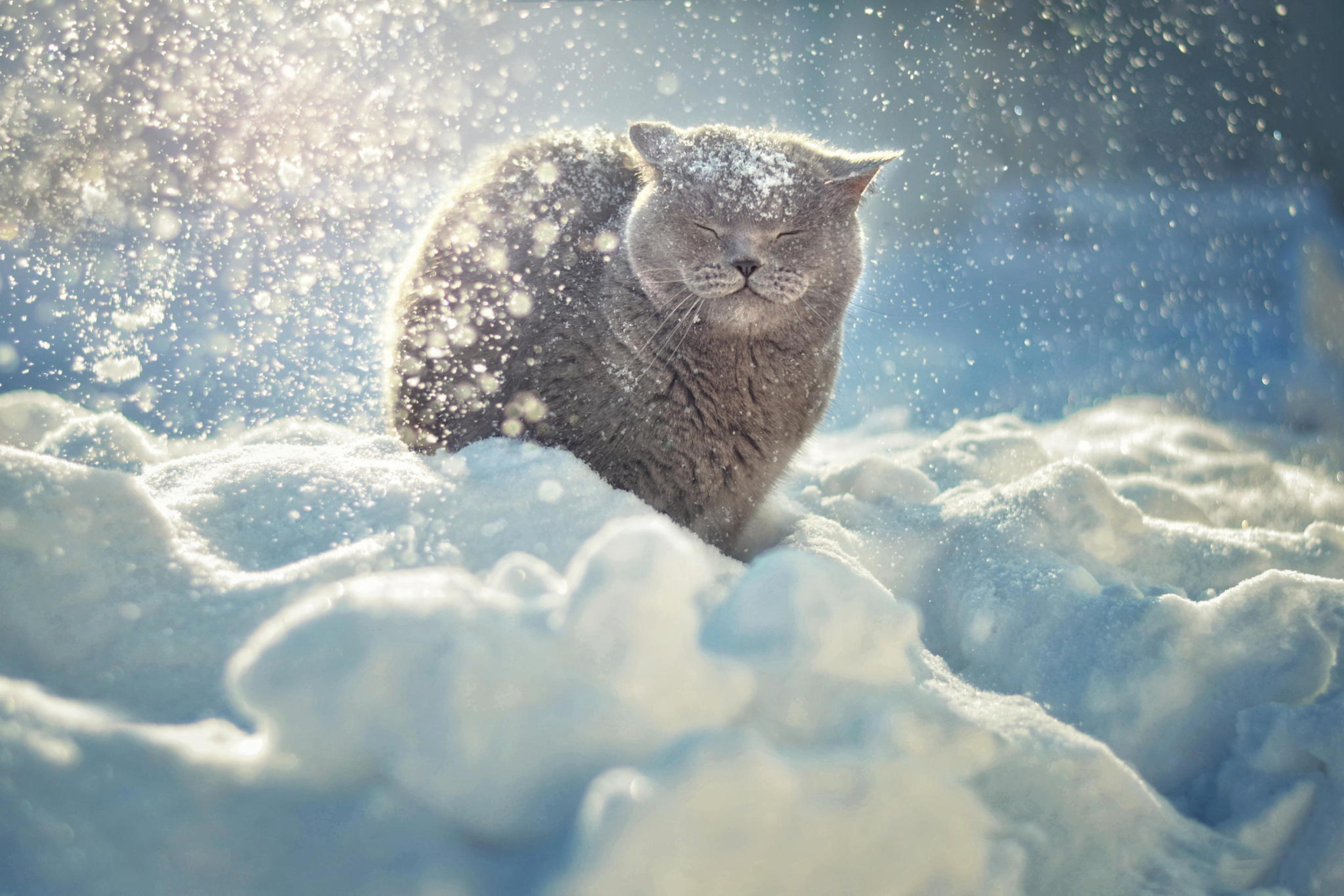 Красивая картинка со снегом. Аляскинский снежный кот. Снежное утро. Снег. Кот зима.